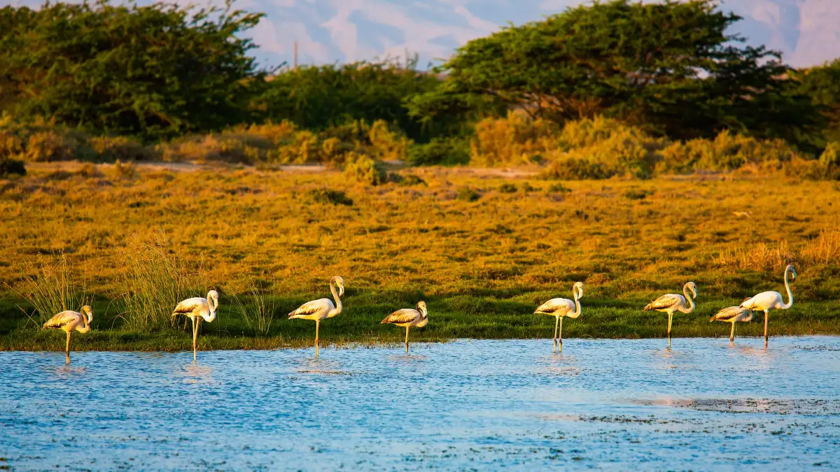 Flamingos meeting for the sunset in Oman's lagoons