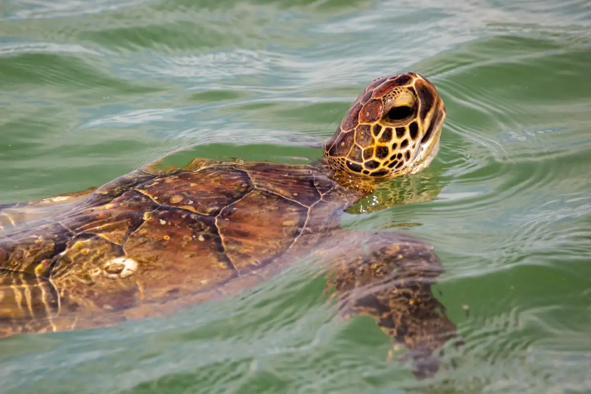 Kemp's ridley sea turtle
