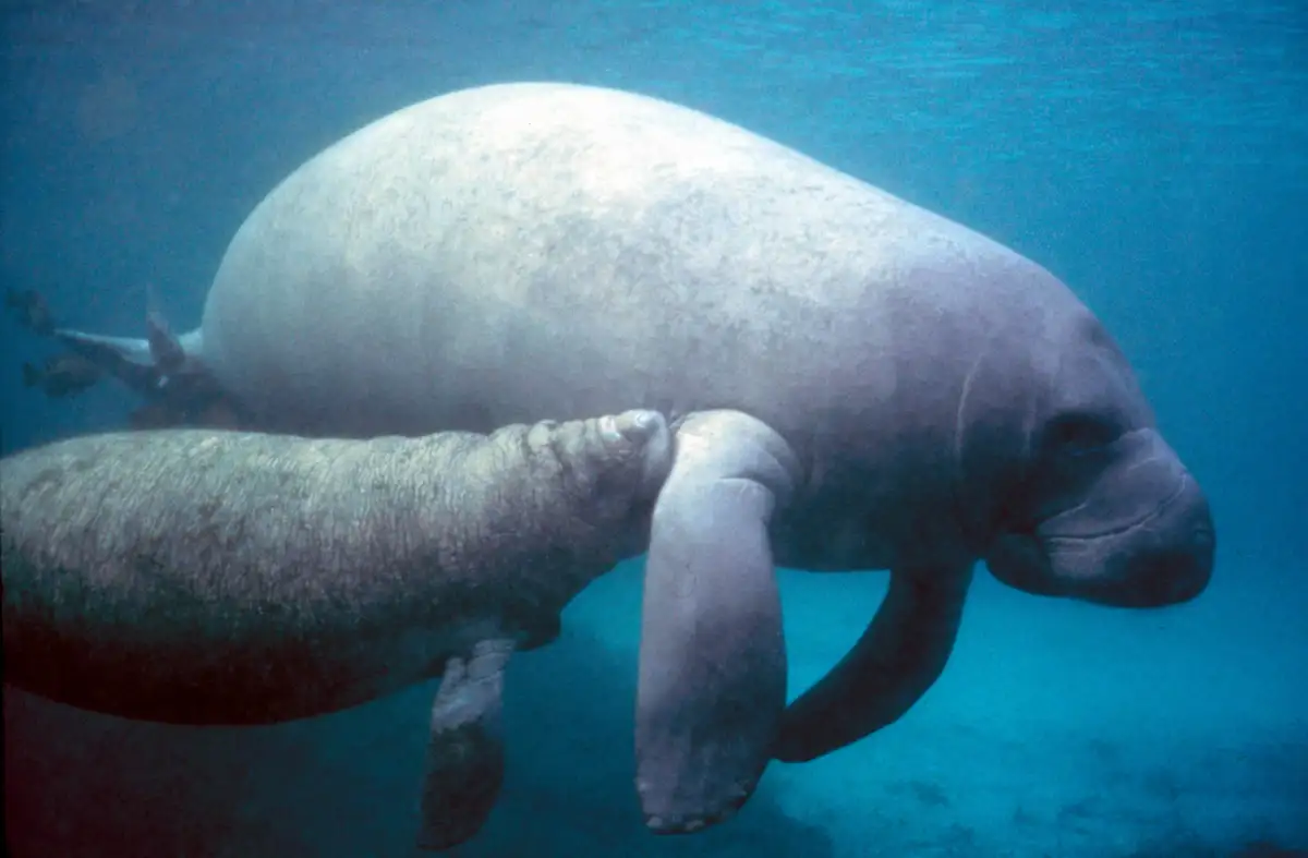 Manatee with calf