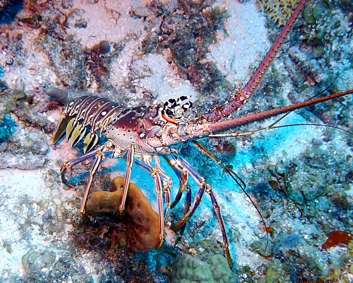 Caribbean Spiny Lobster