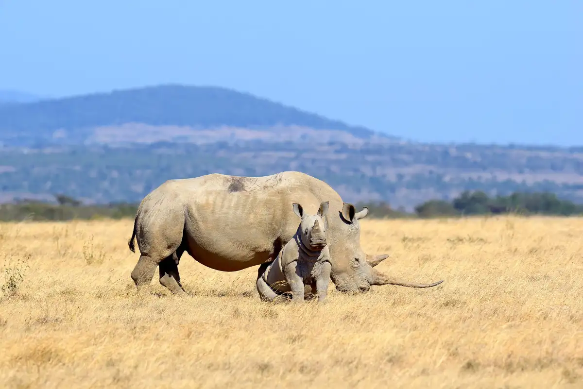White Rhino with calf