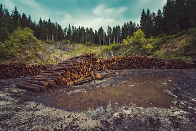 Forest and cut down trees